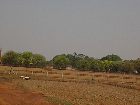 Mixed Species Forest Planted Land