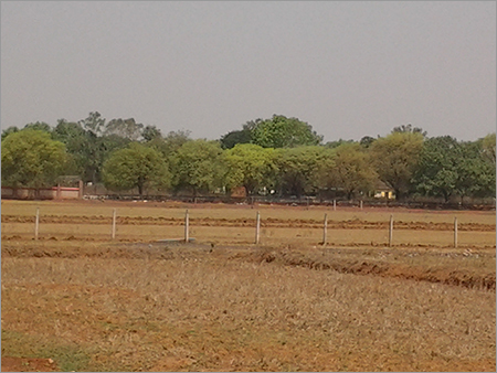 Mixed Species Tree Planted Forest