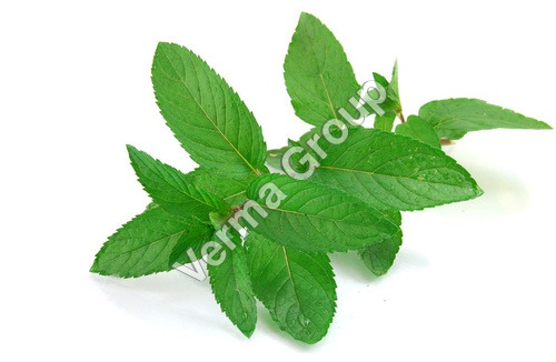 Wild Crafted Basil Oil - Ocimum Basilicum, Green, Steam Distilled, Natural Aroma, Culinary Uses, Aromatherapy
