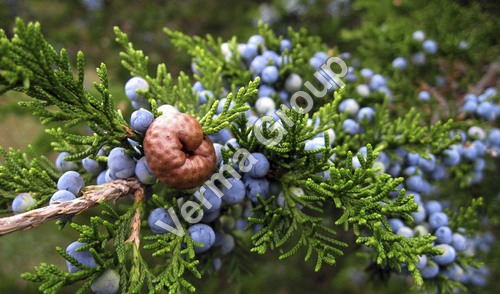 Wild Crafted Juniper Berries Oil