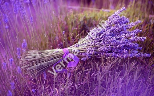 Lavender Oil