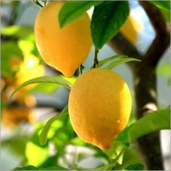 Lemon Oil
