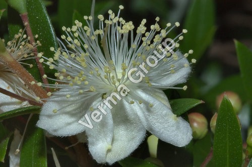 Wild Crafted Myrtle Oil