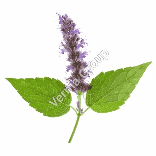 Wild Crafted Patchouli Oil