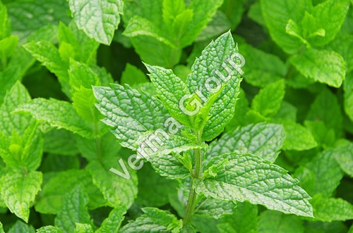 Wild Crafted Peppermint Oil - Mentha Piperata, Steam Distilled, Slightly Yellow | Cooling, Refreshing, Aromatherapy, Mental Clarity, Skin Soothing, Headache Relief, Digestion Aid