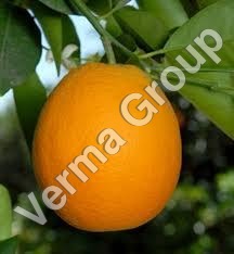 Wild Crafted Orange Oil
