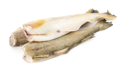 Navaga (Eleginus navaga)