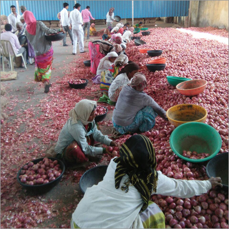 Warehouse of Onion