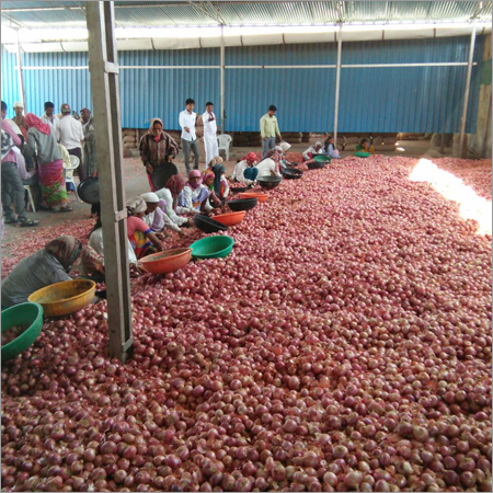 Warehouse of Onion