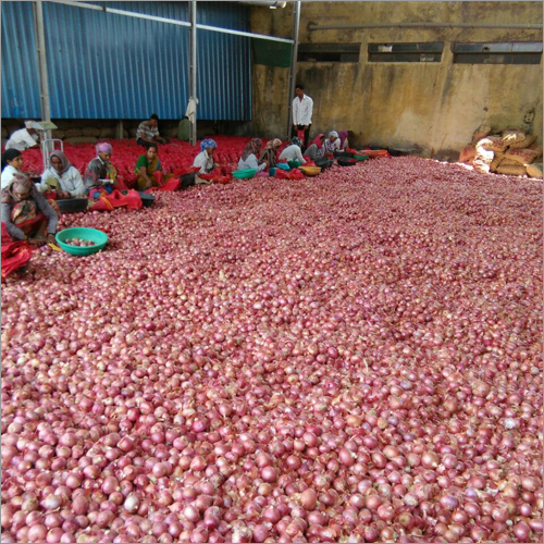Warehouse of Onion
