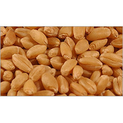 Fresh Wheat Grains