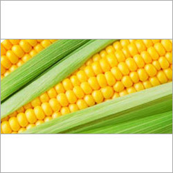 Fresh Yellow Corn