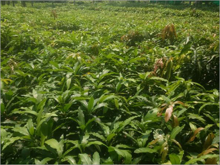 Tissue Culture Plants