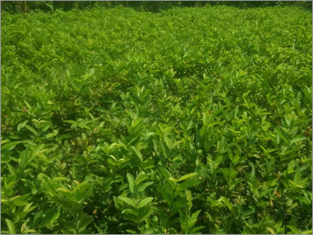 Culture Litchi Plant