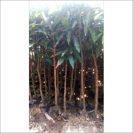 Culture Orange Plant