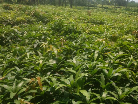 Garden Plants