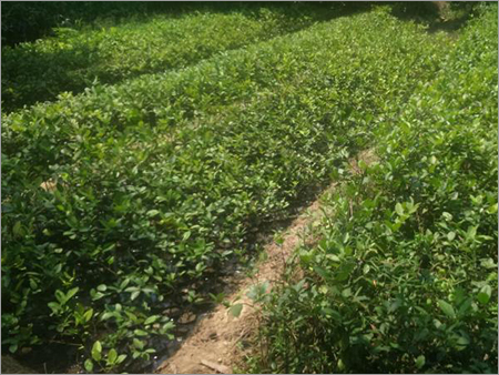 Guava Plant
