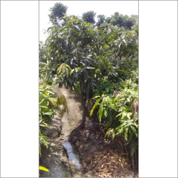Nursery Litchi Plant