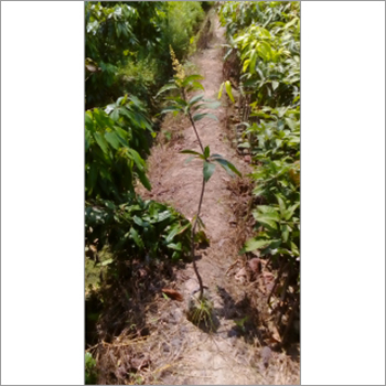 Nursery Guava Plant
