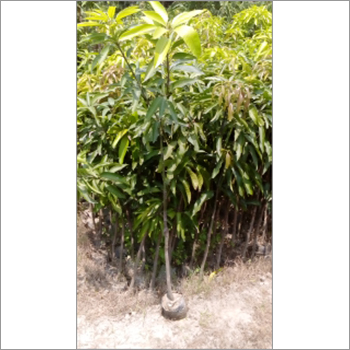 Nursery Orange Plant