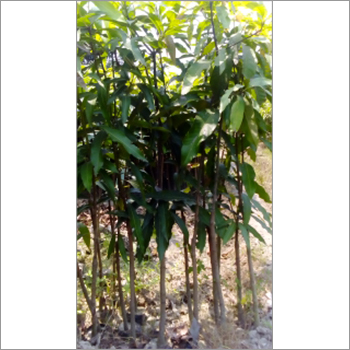 Gardening Litchi Plant