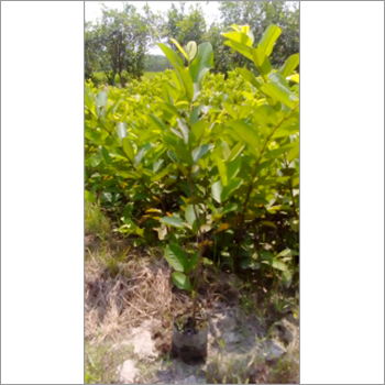 Gardening Orange Plant