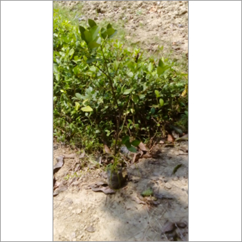 Tissue Culture Litchi Plant