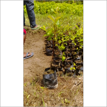 Tissue Culture Guava Plant