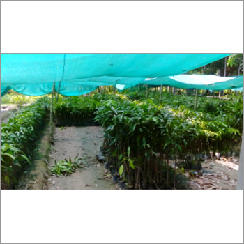 Tissue Culture Litchi Tree