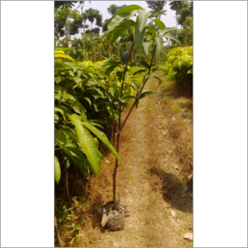 Tissue Culture Orange Tree