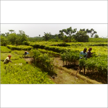Tissue Culture Lemon Tree