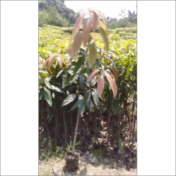 Lychee Tree