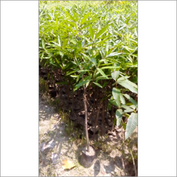 Tissue Culture Guava Tree