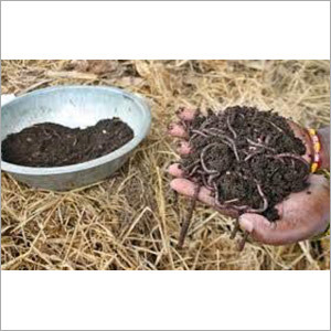 Organic Vermicompost