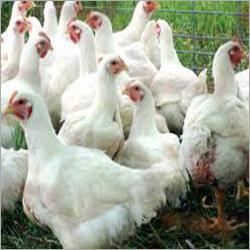 Broiler Chickens