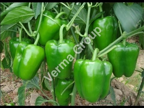 Capsicum Oil