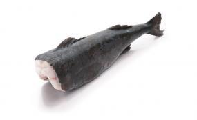 Codfish (Gadus morhua L.)