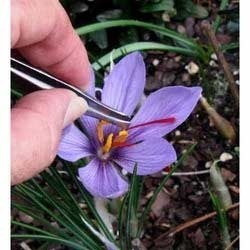 Fresh saffron Fresh saffron
