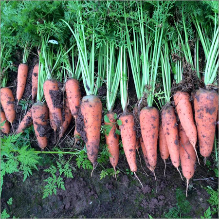 Fresh Carrot Fresh Carrot