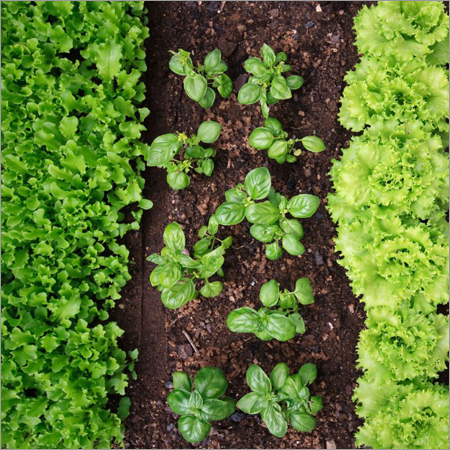 Fresh Vegetable Fresh Vegetable