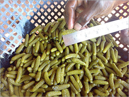 Preserved Baby Cucumber