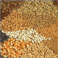 Indian Food Grains
