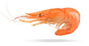 Shrimp( Pandalus Borealis)