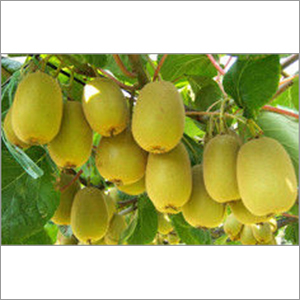 Fresh Kiwi Fruit