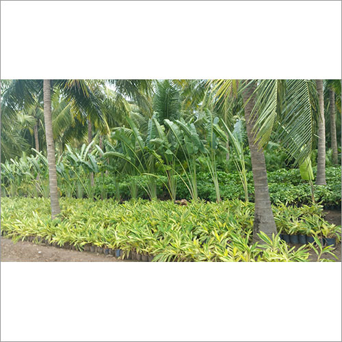 Garden Development