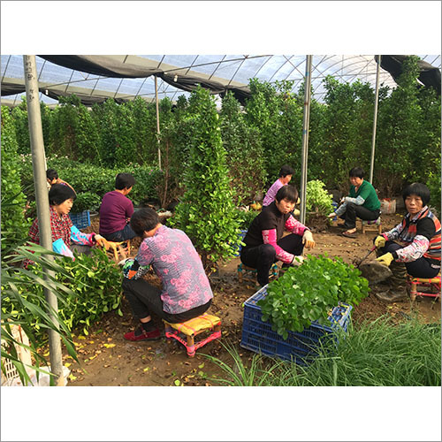 Garden Development Services