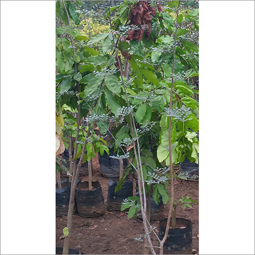 Garden Development