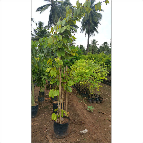 Garden Development