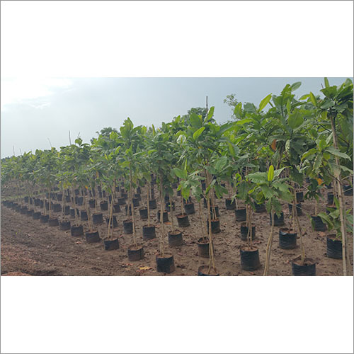 Plants Suppliers