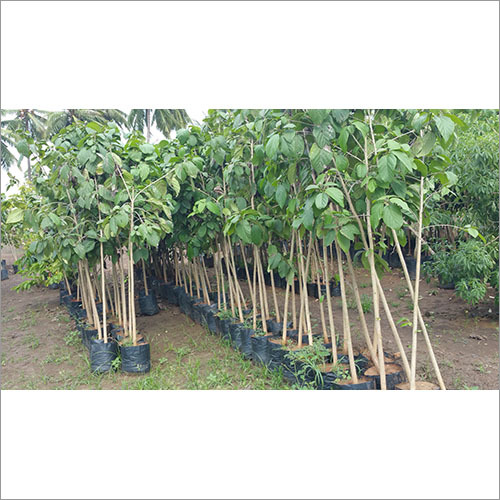 Plantation Services